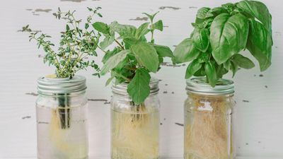 How to grow plants in water – cultivate all year round with these simple techniques