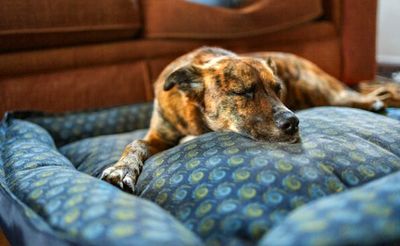 What's Your Dog Dreaming About? A Psychologist Has the Answer
