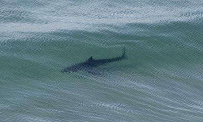 Great white sharks appear in waves at popular San Diego beach