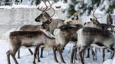 Like sheep and goats, reindeer too sleep while chewing their cud