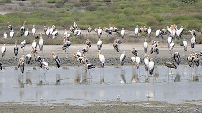 Tamil Nadu to conduct annual synchronised bird census from January 27