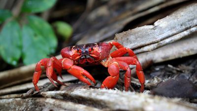 'Fascinating': red crabs marching on Christmas Island