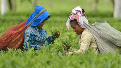 Tea Board issues directive to tea producers on pesticide use