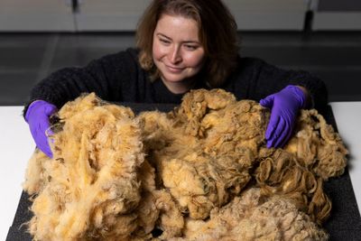 Dolly the first cloned sheep’s fleece donated for display at national museum