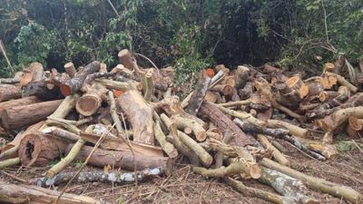 126 trees chopped in Belur, Forest Department registers a case
