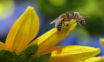 Adjuvants, pesticides disrupt honey bee's sense of smell: Study