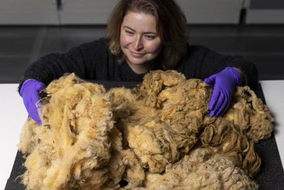 Dolly the sheep’s fleece donated for display at Scottish museum