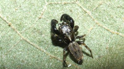 Two jumping spider species discovered from Kerala, Tamil Nadu