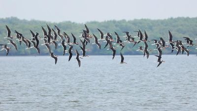Endangered Indian Skimmers flock to Bhairavapalem mudflat in Andhra Pradesh for winter sojourn