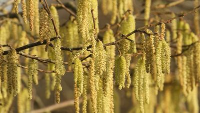 7 mood-boosting ideas for gardeners in winter – to help protect your mental health in January