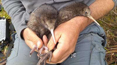The hills are alive with the sound of wild kiwi chicks