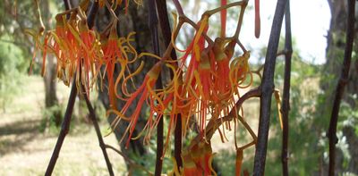 At a time of giving and receiving, our many Australian mistletoes do it too
