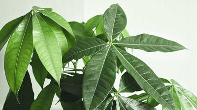 How to prune a money tree – essential tips for healthier houseplants