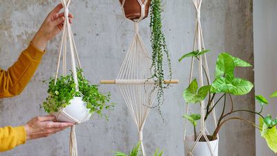 How to hang a plant from the ceiling – 3 tips to take your houseplants to new heights
