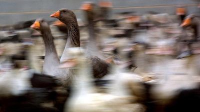 French farmer battles to market 'natural' foie gras made without force-feeding