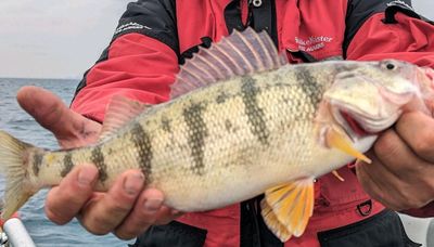 Yellow perch gold to symbolize the last month and be the year-end FOTW