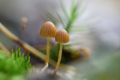 Psilocybin Could Significantly Help This Much-Understudied Condition