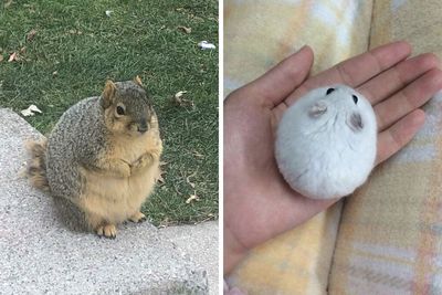 50 Of The Roundest Animals To Make Your Heart Flutter