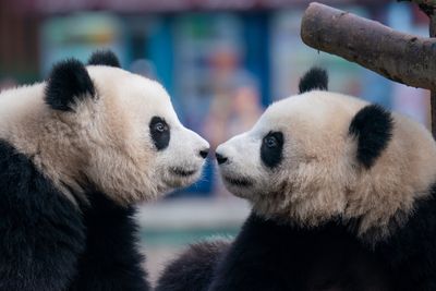 China looks for the diplomatic ‘sweet spot’ between panda and wolf