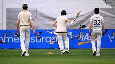 Watch: Marnus Labuschagne chases away pigeons at the MCG