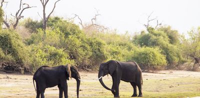 Unusual ancient elephant tracks had our team of fossil experts stumped – how we solved the mystery