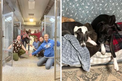 “Beyond Excited”: Pennsylvania Animal Shelter Doesn’t Have Any Dogs Left After 598 Adoptions