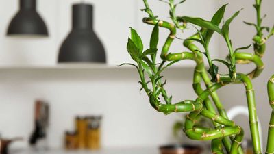 How to repot an indoor bamboo – pro tips to help your lucky bamboo thrive