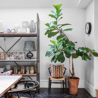 How to care for a fiddle leaf fig – tips to ensure you'll have a healthy, thriving plant