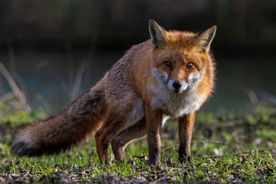 Mounted fox hunts 'testing' new ban in Scotland, anti-cruelty group says