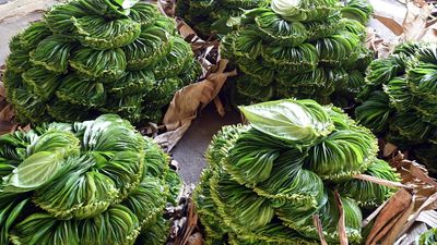 The three betel leaf varieties of Tamil Nadu that stand out for their taste and aroma