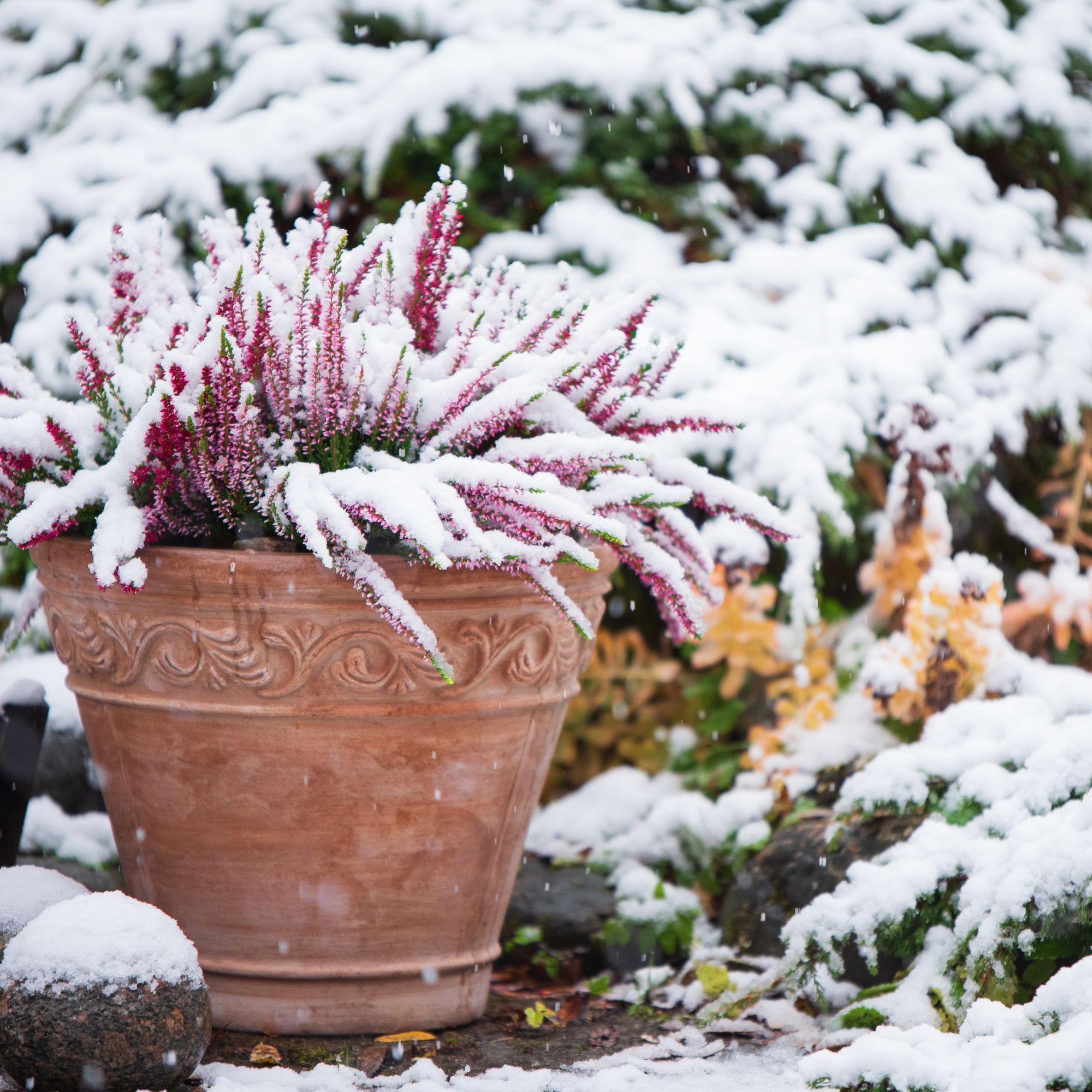 The best winter plants for pots, according to…