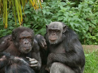 Apes remember long-lost friends and family they haven't seen in decades