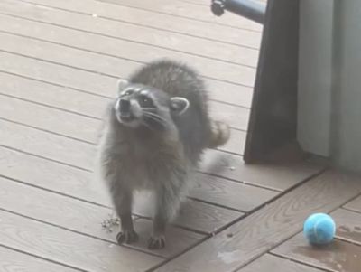 Woman discovers her parents ‘adopted’ a raccoon when she came home for Christmas