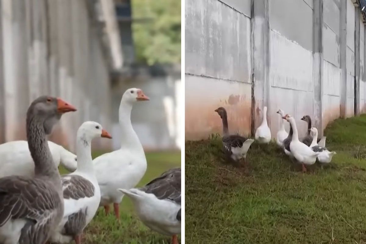 Brazilian Prison Uses Instinctively Protective “Geese…