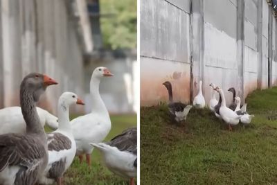 Brazilian Prison Uses Instinctively Protective “Geese Agents” To Ensure Inmates Don’t Escape