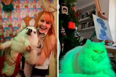 50 Times Pets Made Christmas A Holiday To Remember, For Better Or Worse