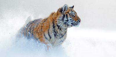 Which zoo animals are most active in winter and what times are best to see them?