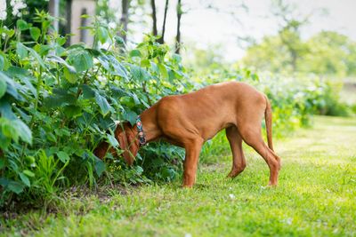 Tire out your dog more on walks with this one quick (and fun) solution