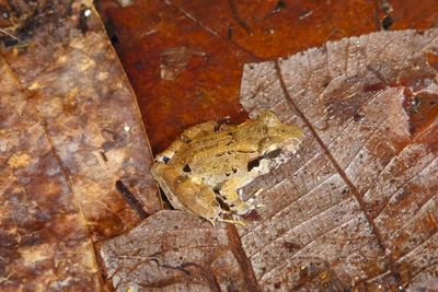 "Fanged" frogs found in Indonesia