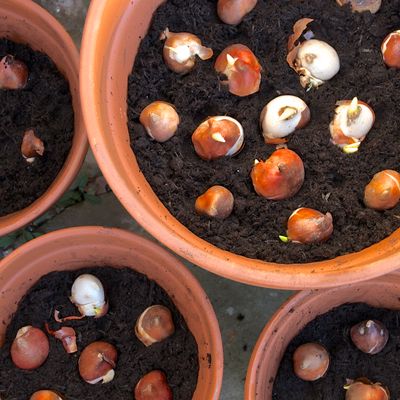 Can I plant bulbs in December? Yes, but experts reveal the one thing that could work against you
