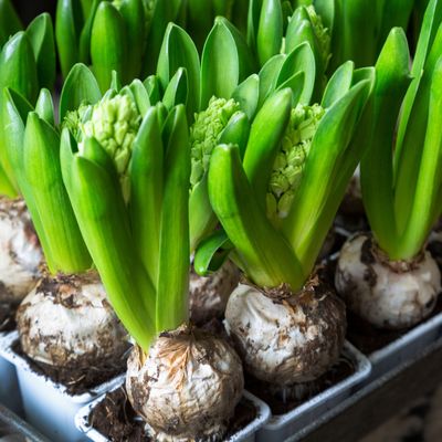 Can you plant bulbs in December? Expert-approved tips for planting spring bulbs this month, and the best options