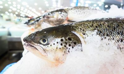 Animal rights group urges halt to ‘monstrous’ Lincolnshire salmon farm