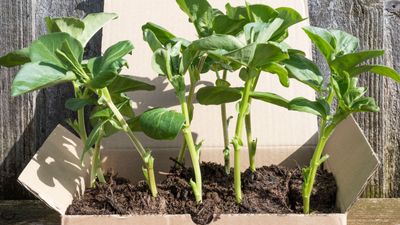 'Don't Throw Them Out Just Yet!' This Household Waste Can Be Used to Protect Sensitive Garden Plants From Frost