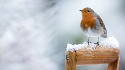5 common winter garden mistakes – and what you should do to combat them