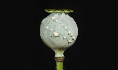 Jump in opium imports suggests the ancient drug’s possible comeback in Australia