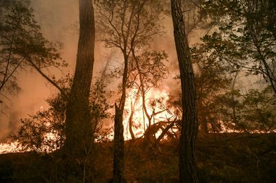 Forest Fires: A Record Year