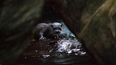Eurasian otter discovered for the first time from Kerala