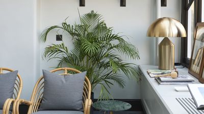 How to care for a kentia palm – essential advice from an indoor plant expert