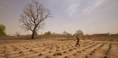 The zaï technique: how farmers in the Sahel grow crops with little to no water