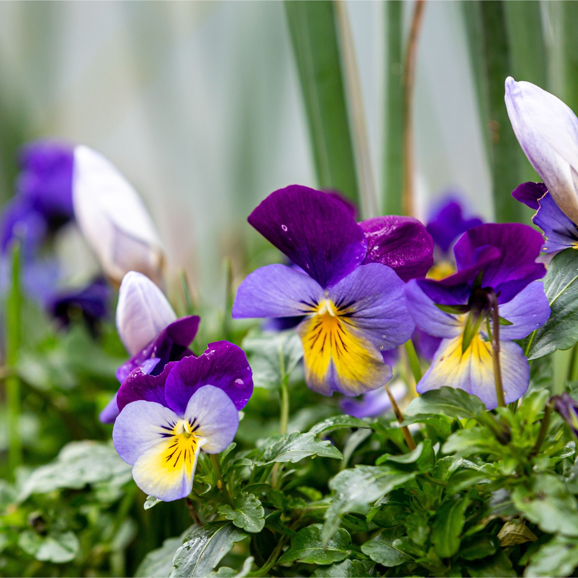 How to grow winter pansies for stunning cold-weather…